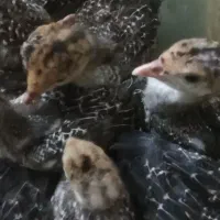 بوقلمون ۴۰ روزه