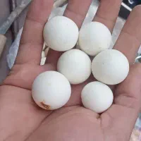 نمیدونم چی هستن .