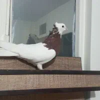 کبوتر|پرنده|تهران, مسعودیه|دیوار