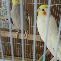 جفت عروسی هلندی|پرنده|محمدشهر, جعفرآباد|دیوار