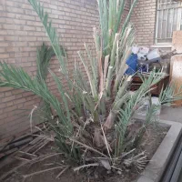 فروش نخل برحی