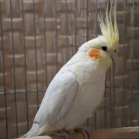 عروس هلندی مولد|پرنده|ری, شهید غیوری (ابن باویه)|دیوار