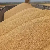 گندم درجه یک