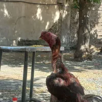 جوجه لاری