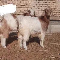 بزغاله نر درجه یک