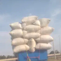 کاه گندم  و کاه لوبیا تحویل گاوداری ها