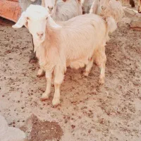 فروش بز|حیوانات مزرعه|دیشموک, |دیوار