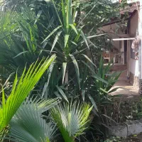 فروش انواع گل لوکس