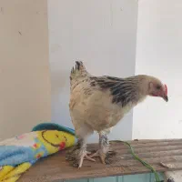 ابرهما  ۵عدد ۴ماهه