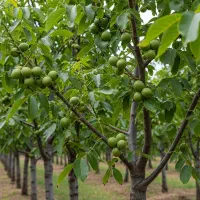 خرید نهال گردو با فرصت محدود|خدمات باغبانی و درختکاری|خوی, |دیوار