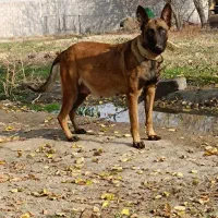 مالینویز ماده دوساله