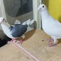 کبوتر .2عدد.پلاکی.نروماده.|پرنده|تهران, مولوی|دیوار