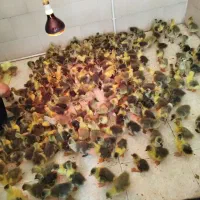 فروش جوجه غاز در سنین مختلف تعداد بالا