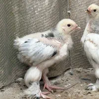 جوجه برهما لایت