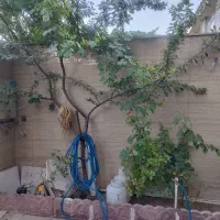 خانه ویلایی در رباط کریم|فروش خانه و ویلا|رباطکریم, منجیل آباد|دیوار