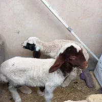 بره شیر خوار نر و جوخوار شیر خوار نر