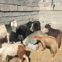 بز وچبش وکهره