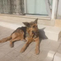 واگذاری سگ بازی گوش|سگ|ضیاء آباد, |دیوار