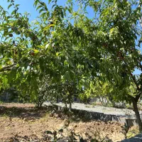 باغ ۲۰۰ متری *دارای آب ریشه ای