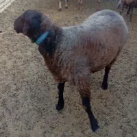 شیشک همو|حیوانات مزرعه|فردوس (خراسان), |دیوار