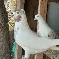 کبوتر|پرنده|کوچصفهان, |دیوار