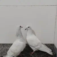 کفتر سبز کرمانی|پرنده|بیرجند, |دیوار