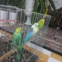 مرغ عشق کاملا سالم و بازیگوش
