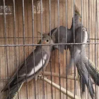 دوتا عروس هلندی ماده