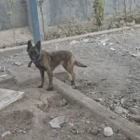 سگ مالینیوز