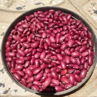 لوبیا قرمز