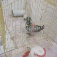 سالم پرکفشه