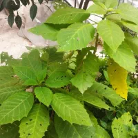 گل زینتی|گل و گیاه طبیعی|رشت, سیا اسطلخ|دیوار