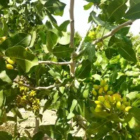 فروش باغ بادام وپسته|فروش دفتر صنعتی، کشاورزی، تجاری|کوهنجان, |دیوار