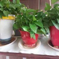 گل پتوس|گل و گیاه طبیعی|مشهد, دانشجو|دیوار