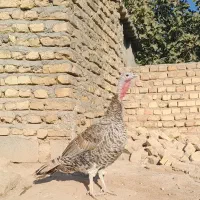 فروش بوقلمون