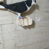 کفتر رنگه همه نر