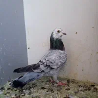 سار چینی ماده آلمانی