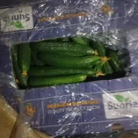 فروش خیار گلخانه