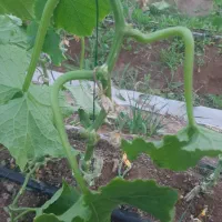 مشارکت و همکاری در کشت گلخانه