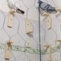 کفتر|پرنده|خاش, |دیوار