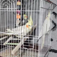 عروس هلندی|پرنده|نقده, |دیوار