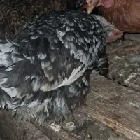 مرغ گلین|حیوانات مزرعه|فولادشهر, فولادشهر|دیوار