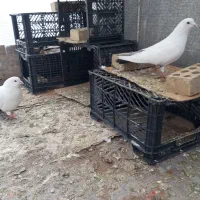 تکدوم گرفتنی