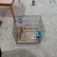 جوجه برزیلی|پرنده|بوشهر, |دیوار