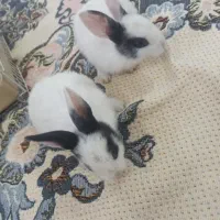بچه خرگوش 1ماهه