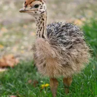 فروش عمده جوجه شترمرغ پرورش اقتصادی