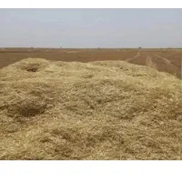 کاه گندم دیم
