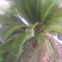 گل سیکاس|گل و گیاه طبیعی|کرمانشاه, |دیوار