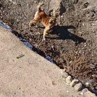 سگ سرابی|سگ|سرعین, |دیوار