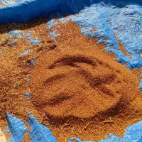 بذر یونجه محلی قیمت مناسب